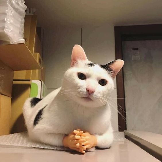 cat-memes-clean-funny.jpg