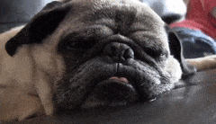 EnergeticMajesticBluefintuna-max-1mb.gif