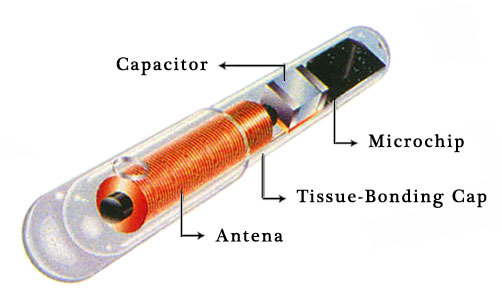 biochip.jpg