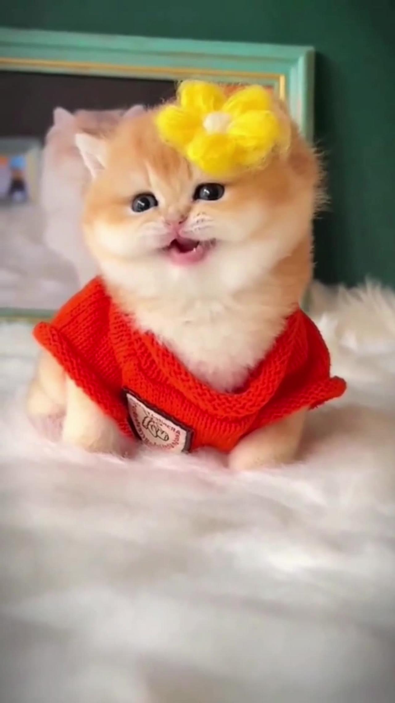 1693824941-Funny-Cute-Cats_hires.jpg