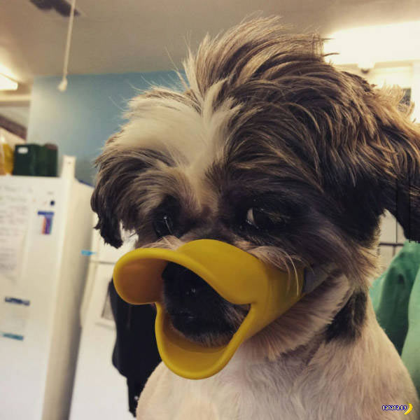 funny-dog-duck-lips.jpg