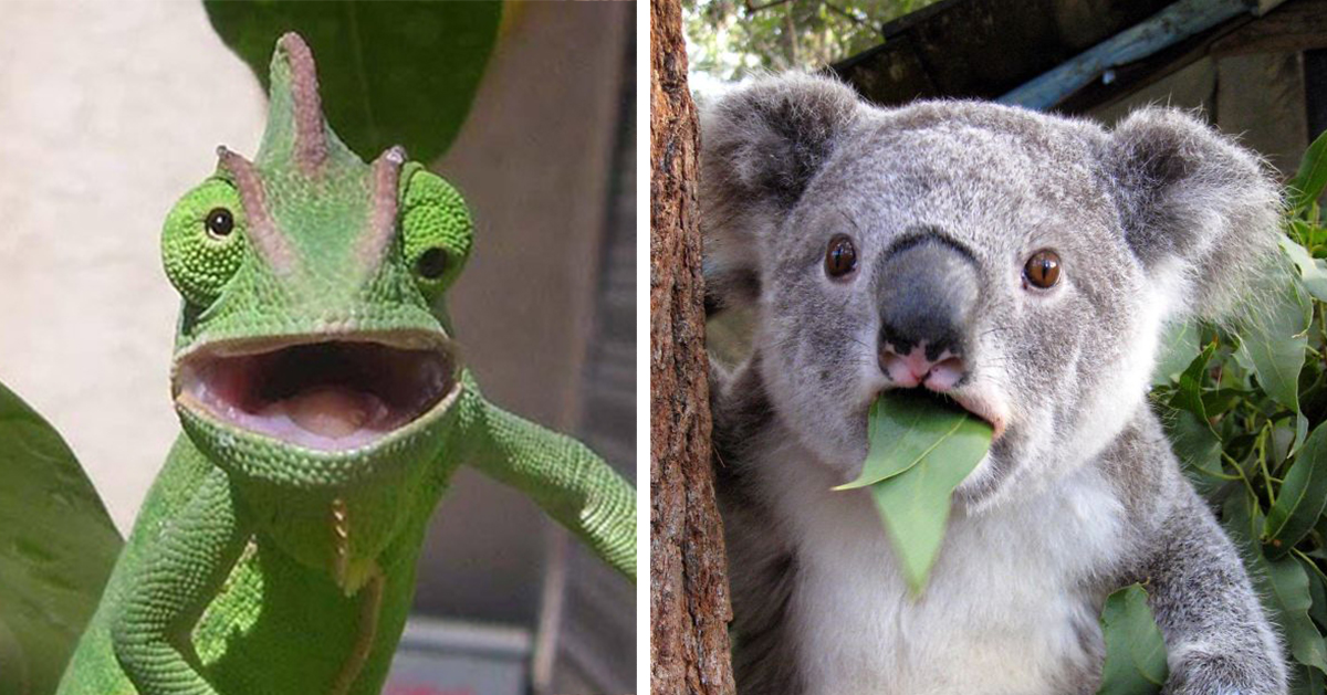 shocked-animal-funny-fb.jpg