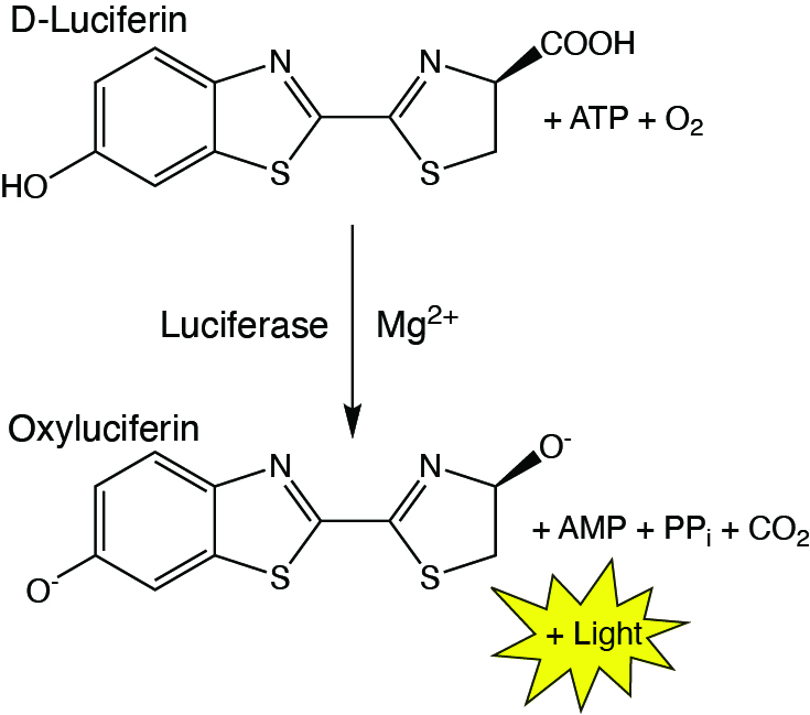 Figure-2-D-Luciferin-Oxidation.jpg