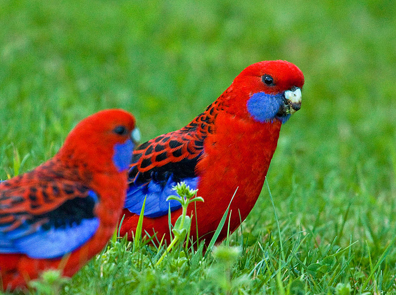 Crimson%20Rosellas.jpg