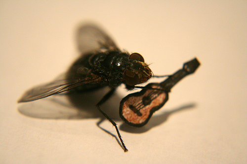 Fly-Playing-Guitar-Funny-Picture.jpeg