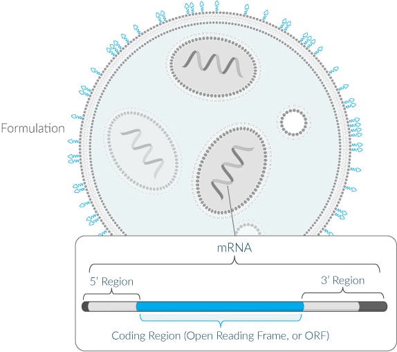 Moderna_Formulation-mRNA.jpg