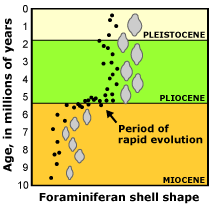 foram_graph.gif