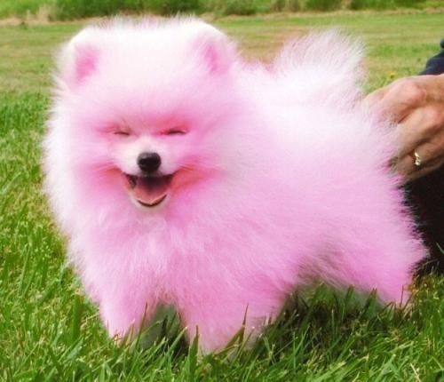 b79e4a35157144e1fd1e0df77b0a880c--colorful-animals-pink-dog.jpg