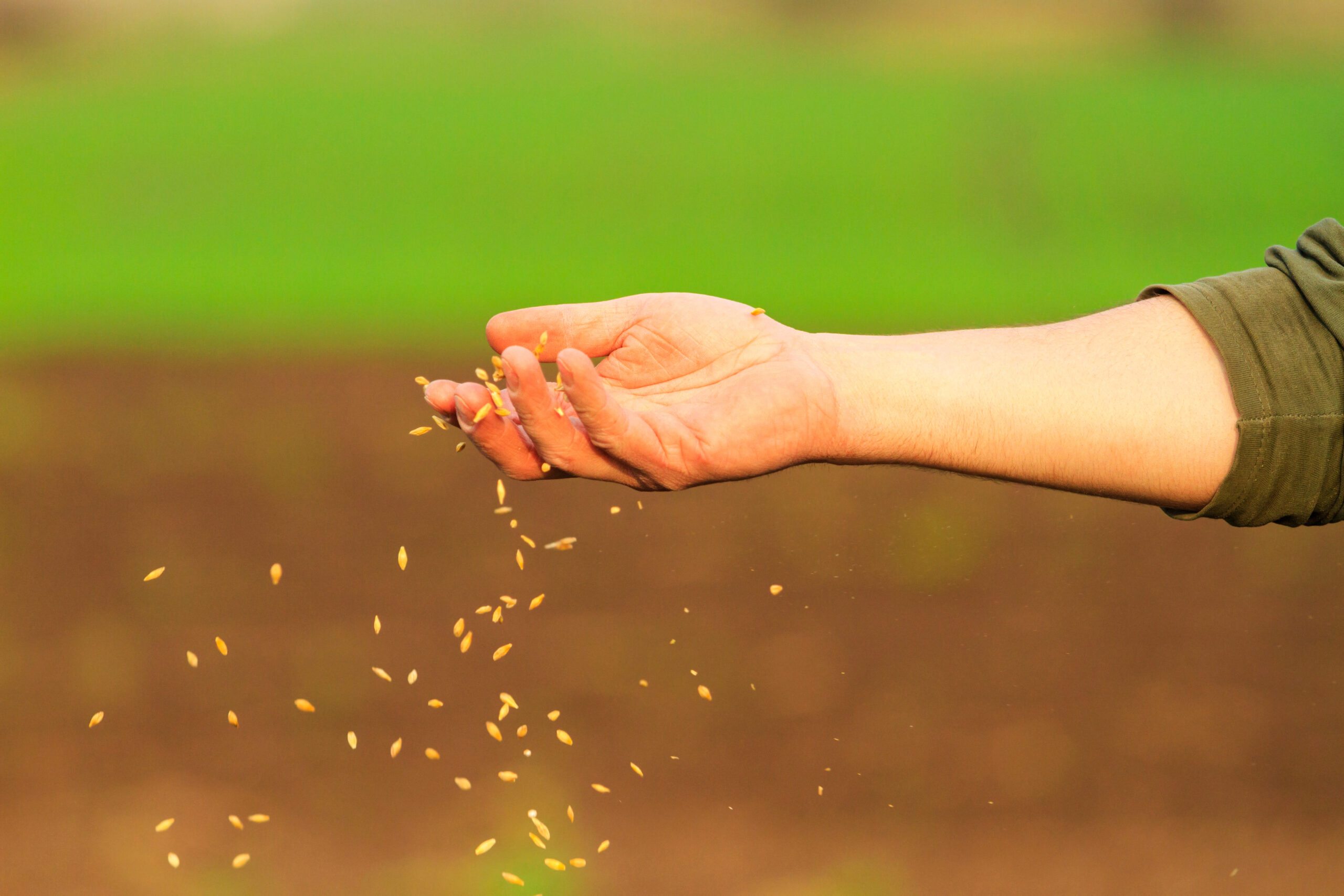 Sowing-seeds-scaled.jpg