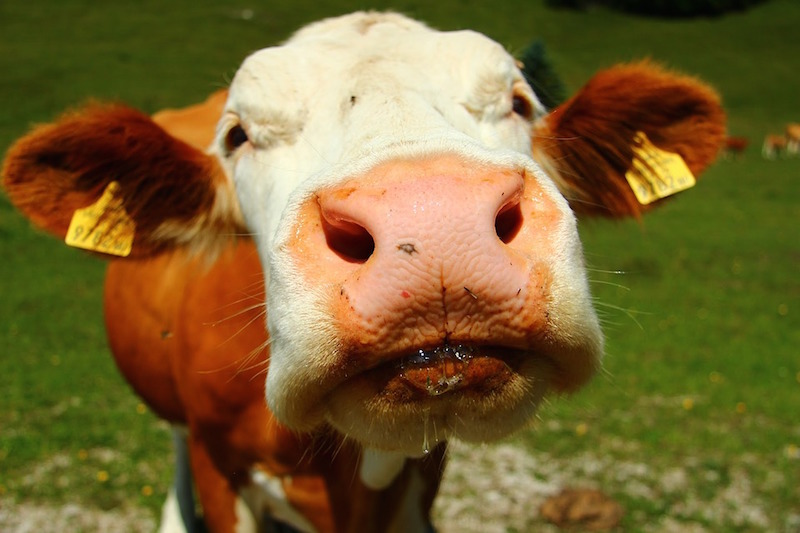 cow-closeup-funny-GENERIC.jpg