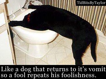 fddb3038fa42a7a509397bee982dffb2--funny-dogs-funny-animals.jpg