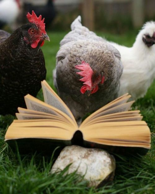 8a1088ae8177ffa300f5562d70252e0f--funny-chicken-a-chicken.jpg