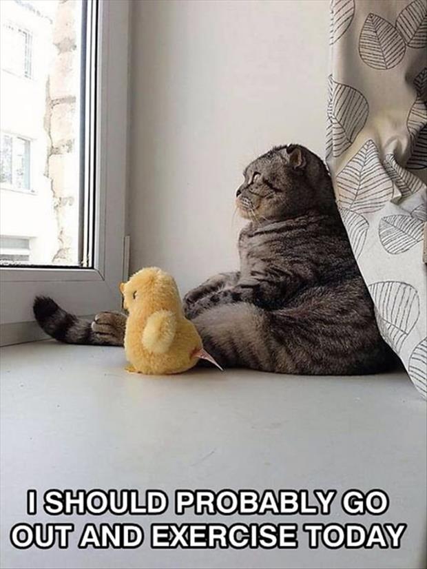 deep-thought-cat.jpg