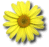 daisy.gif