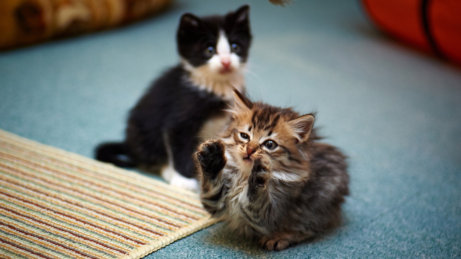 funny-and-cute-cat-pictures-27-wide-wallpaper.jpg