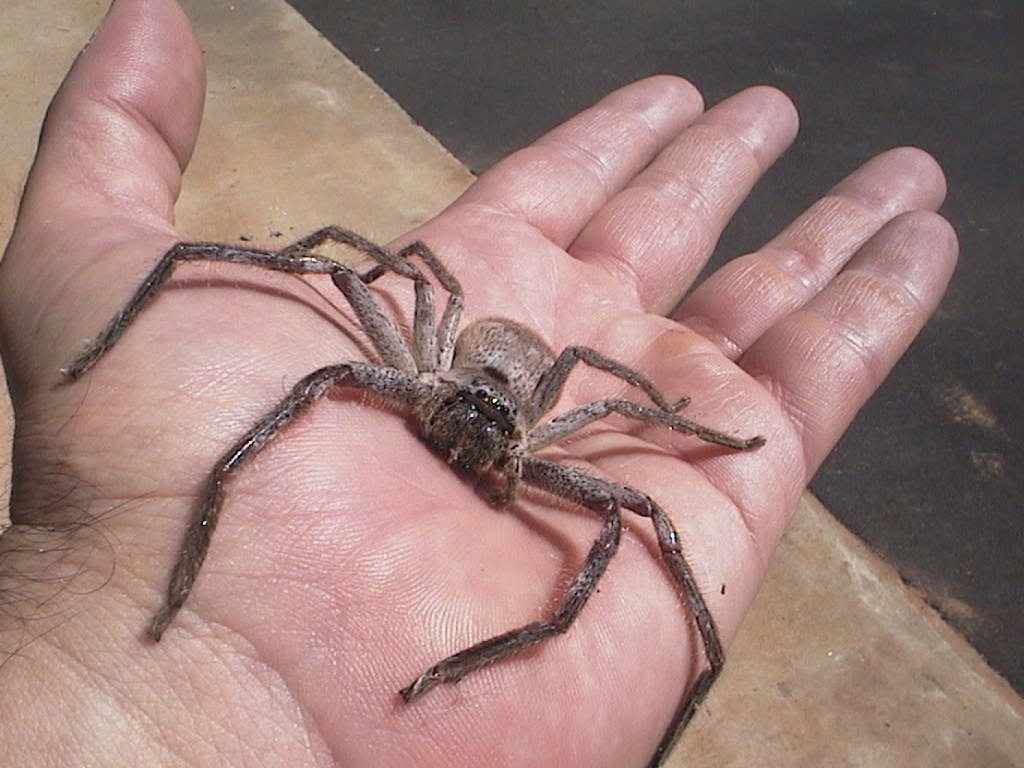 huntsman-spider2.jpg