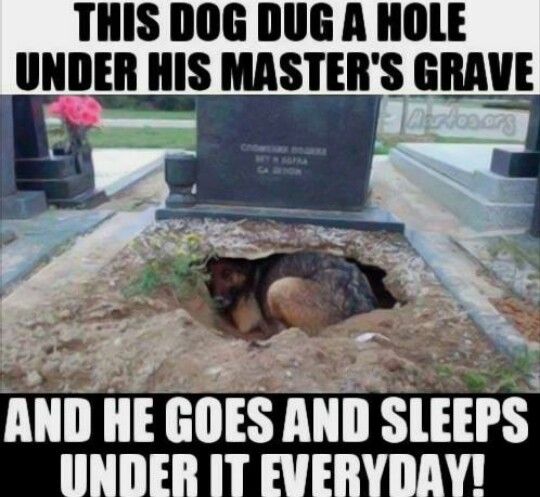 Dogs-are-more-loyal-than-humans.jpg