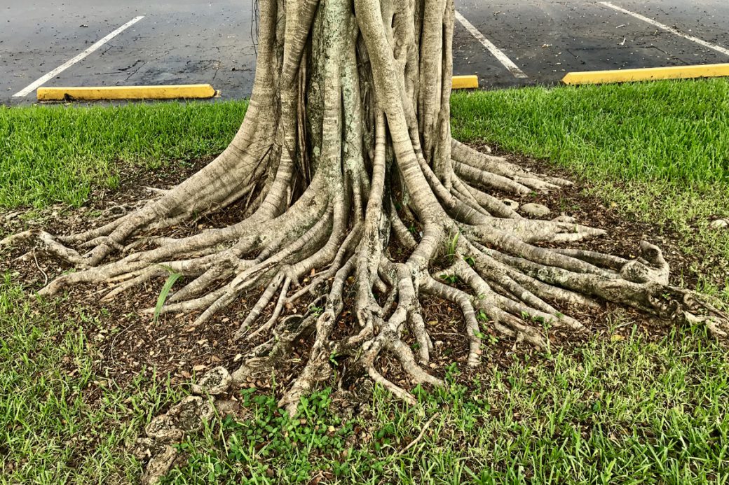 tree-root-blog-1040x693.jpg