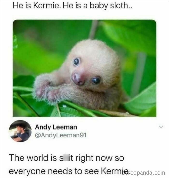 67891ae3f04de_animal-antics-memes.jpg