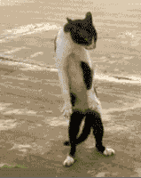 200.gif