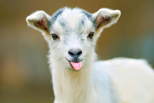 funny-goat-puts-out-its-tongue.jpg