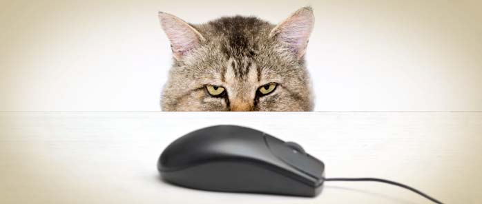 kplus-cat-mouse.jpg