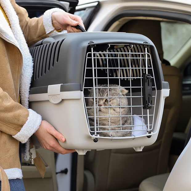 www.avma.org