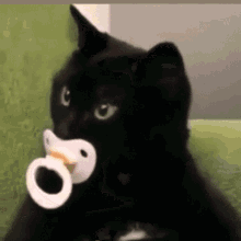 cat-pacifier.gif