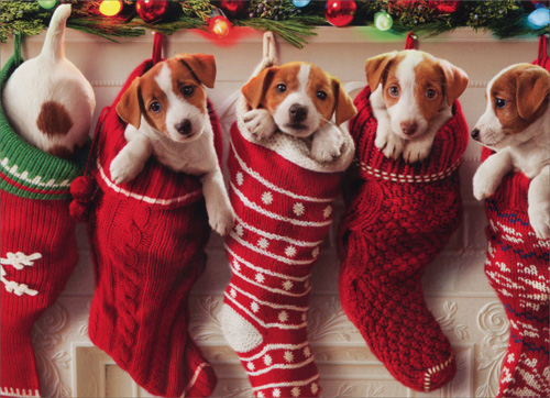 Funny-Animal-Christmas-Pictures-14.jpg