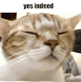 yes-indeed-cat.gif