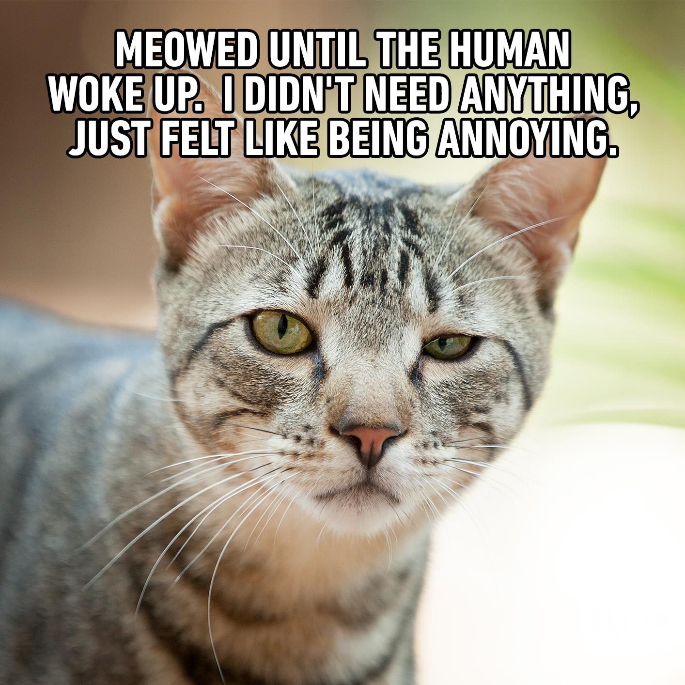 02_Meowed-Final-1.jpg