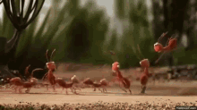 teamwork-ant-teamwork.gif