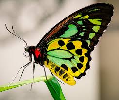 Robbie Lukes on Twitter:  Cairns Birdwing Butterfly  Beautiful   #Australia #butterfly #wildlife #wildlifeupclose https://t.co/d04ehNb0Zx /  Twitter
