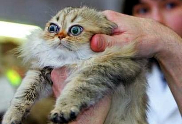 funny-cat-lolcat-Scared_Cat.jpg