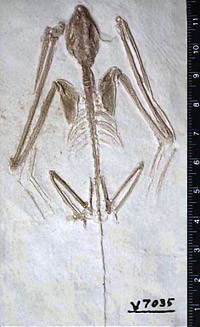 bat_fossil.jpg