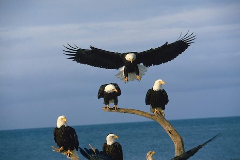 Bald+Eagle10.jpg