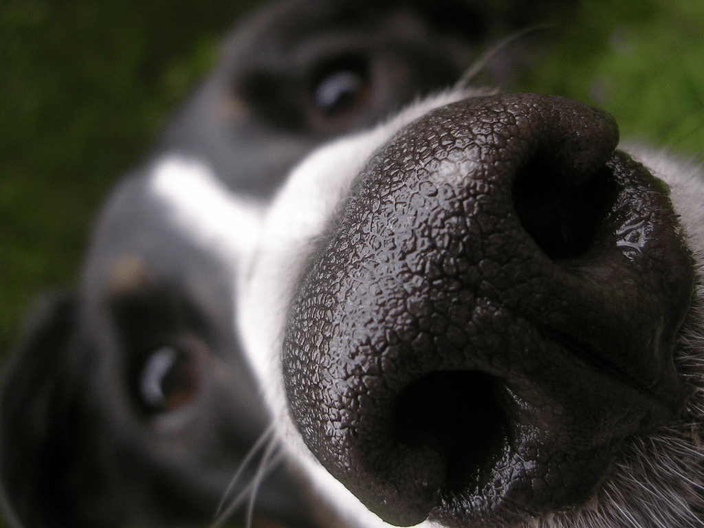 Cute-Dog-Nose.png