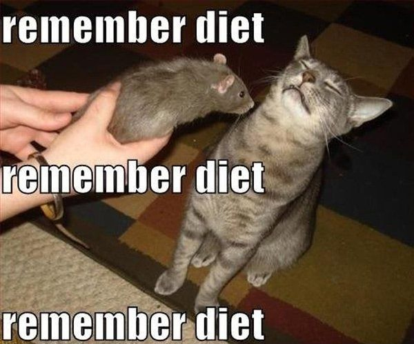 015-FUNNY-CAT-MEME.jpg