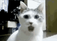 cat-shocked.gif