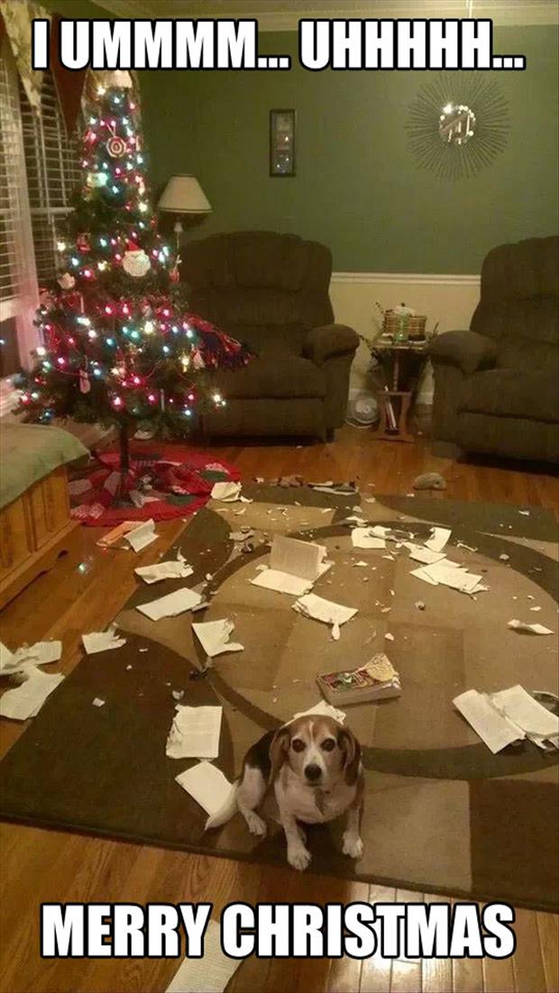 Christmas-Dog-Meme-151.jpg