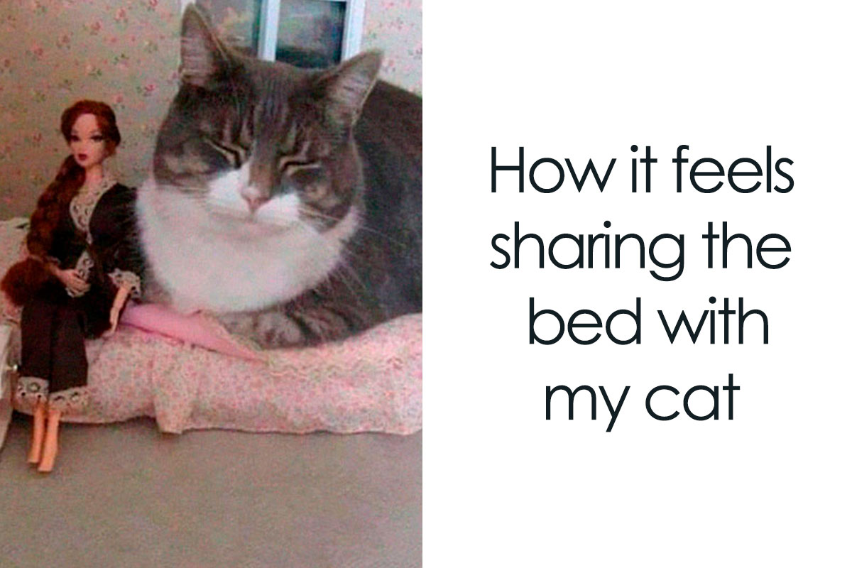 cats-memes-funny-pics-cover_800.jpg