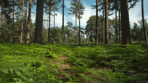forest-trees-animated-gif-11.gif