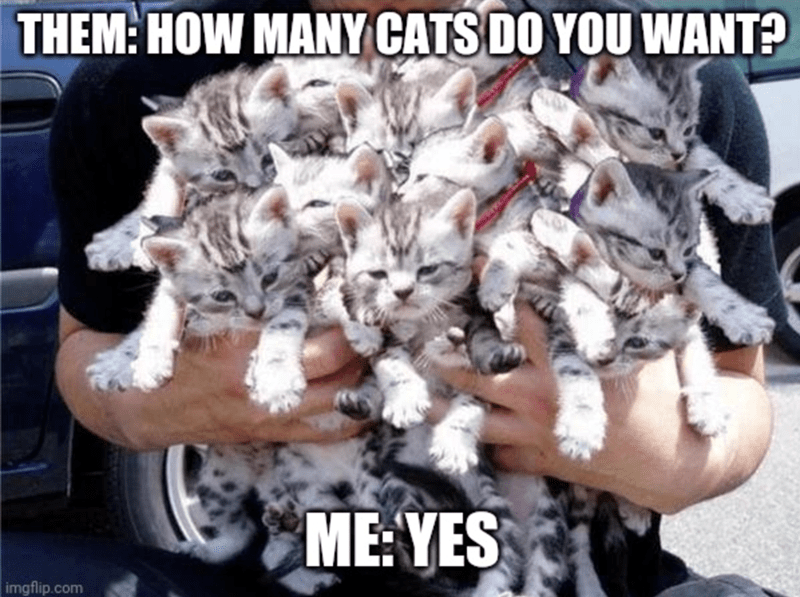them-many-cats-do-want-imgflipcom-yes