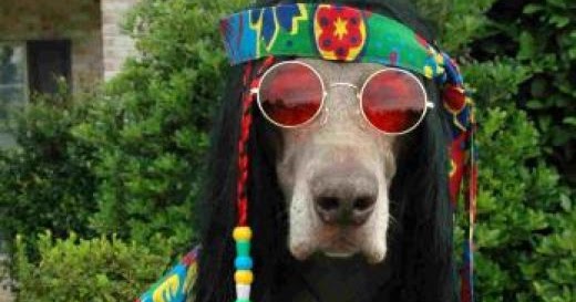 hippie+dog.jpg