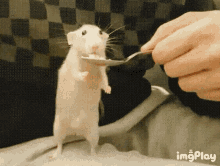 rat-eating.gif