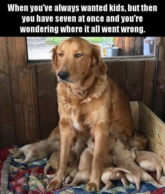 golden13.jpg