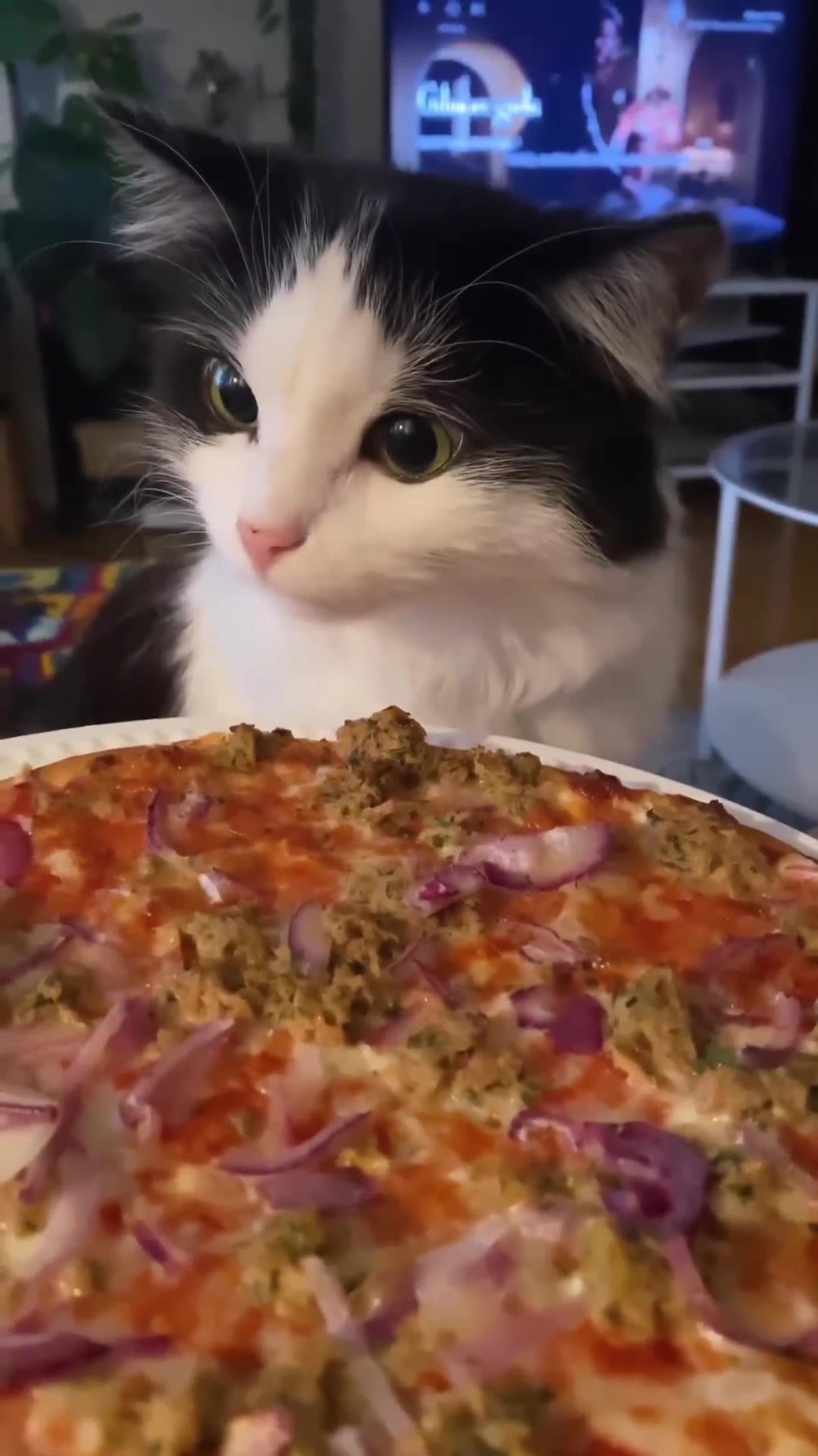 1695379172-Cat-Loves-His-Pizza!-Funny-Cats_hires.jpg