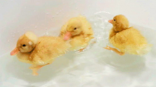 tumblr_mi2oay4NvW1rv5605o2_500.gif