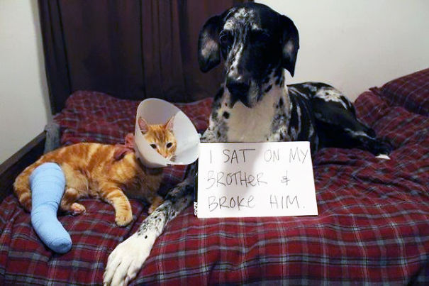 dog-shaming-2__605.jpg