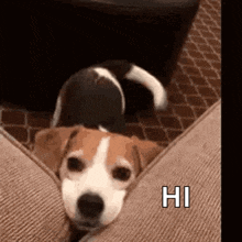 puppy.gif